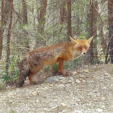 El Cobijo De Sierra Cazorla Holiday home Burunchel